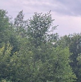 Продажа земли Вырица городской поселок, проспект Мельничный