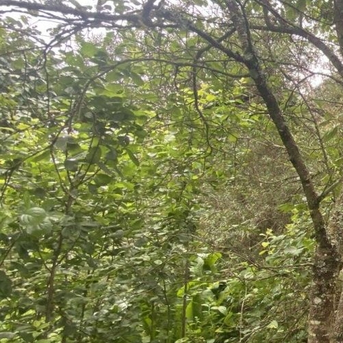 Коттедж/дом пос. Оредеж, Пантелеевская улица, 28