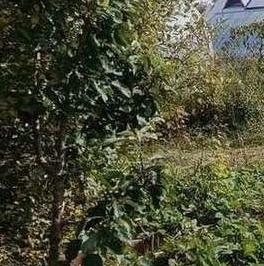Продажа земли Новая Ропша садоводческий массив, Макаровец-1 СНТ, аллея 12-я Лесная,  д. 31А