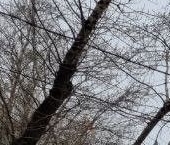 Сдать в аренду Квартиры вторичка переулок Пересветов, 9   