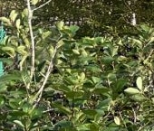 Продать Дачи, коттеджи, загородные дома Маяк СНТ, улица 15-я, 137   