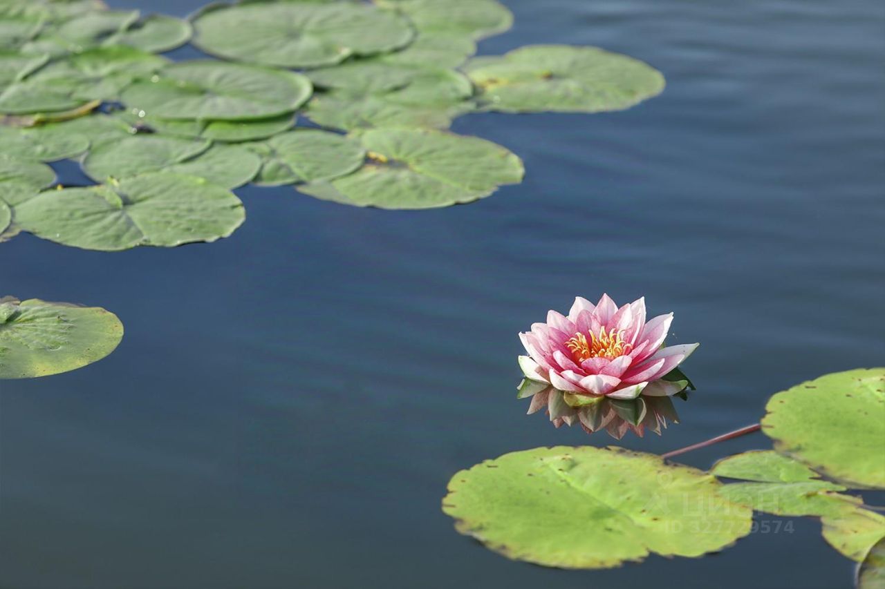 Продажа земли Репинское кп, пос. Ленинское