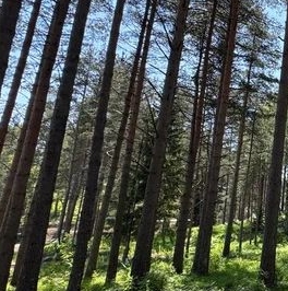 Продажа земли ХиллСайд кп, д. Мистолово