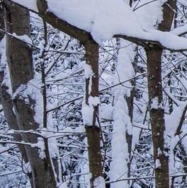 Продажа дома Токсово городской поселок, улица Санаторная, 33А
