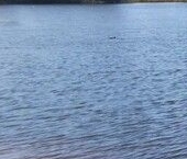 Продать Земельные участки, земля пос. Парголово, Озерная улица   