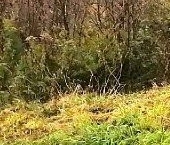 Продать Дачи, коттеджи, загородные дома д. Снегиревка, улица Просвещения, 14   