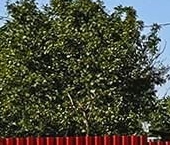 Продать Дачи, коттеджи, загородные дома д. Оржицы, улица Леволовская, 8   