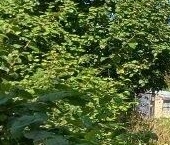 Продать Дачи, коттеджи, загородные дома Волосово, улица Мира, 9   