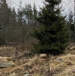 Продажа земли д. Новожилово, улица Центральная, 2
