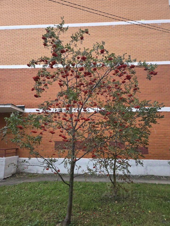Продажа студии Апрелевка, улица Островского, 34