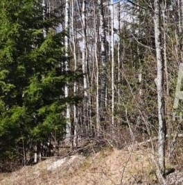 Продажа земли Алмаз СНТ, улица Ольховая,  д. 182