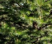 Продать Дачи, коттеджи, загородные дома Ленинское кп, пос. Ленинское, 11   