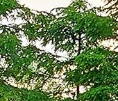 Продать Дачи, коттеджи, загородные дома Малиновые Вечера кп, улица Хвойная  20 