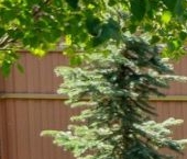 Продать Дачи, коттеджи, загородные дома пос. Лисий Нос, Высокая улица, 49   