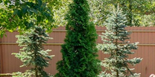 Коттедж/дом пос. Лисий Нос, Высокая улица, 49