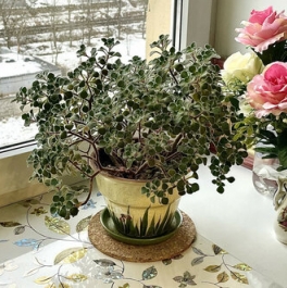 Продажа 1-комн квартиры на вторичном рынке улица Руставели,  д. 37