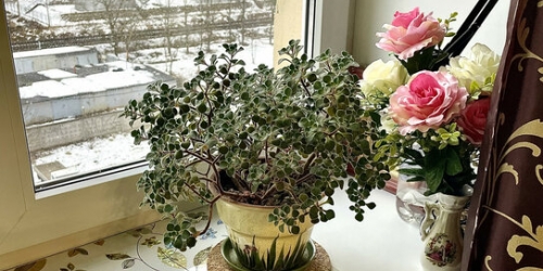 1-комн квартира улица Руставели,  д. 37