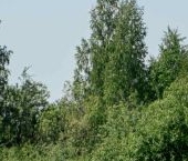 Продать Земельные участки, земля д. Разметелево, переулок Луговой, 31А   