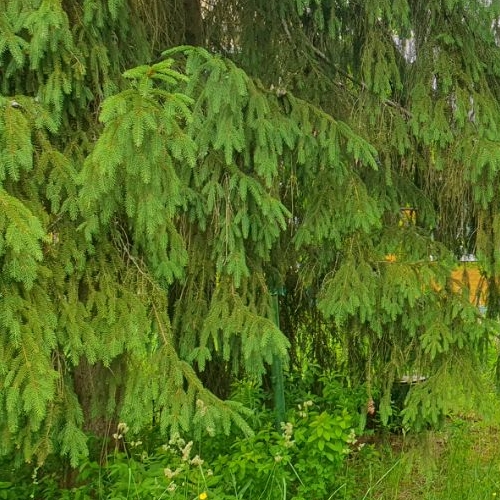 Коттедж/дом Вырица городской поселок