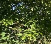 Продать Дачи, коттеджи, загородные дома Солнечный СНТ, улица 28-я   