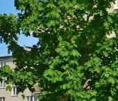 Продать Квартиры вторичка Кировск, улица Горького, 8   