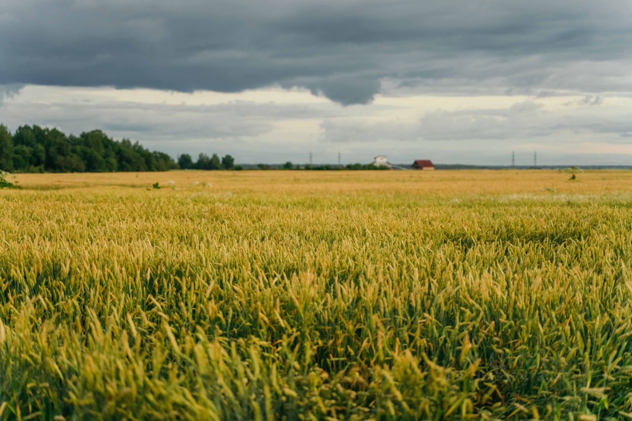 Продажа земли Любимово кп, д. Ладога