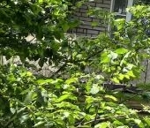 Продать Квартиры вторичка Кировск, Набережная улица, 1к1   