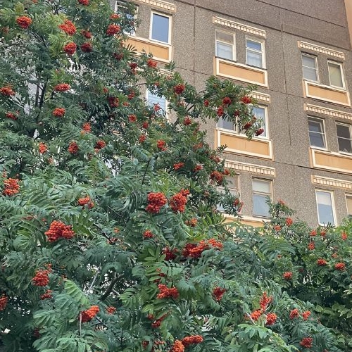 3-комн квартира Петергофское шоссе, 90к1