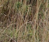 Продать Земельные участки, земля Весна кп, д. Пустынка  199 