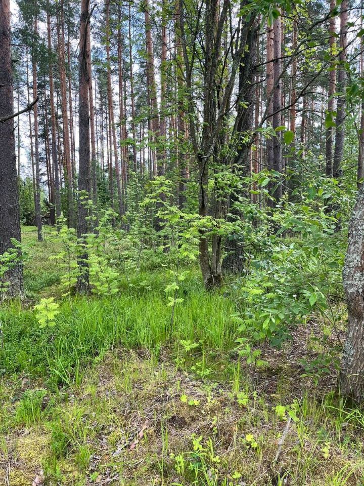 Продажа земли пос. Громово, улица Центральная