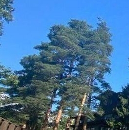 Продажа дома Токсово городской поселок, шоссе Ленинградское, 14