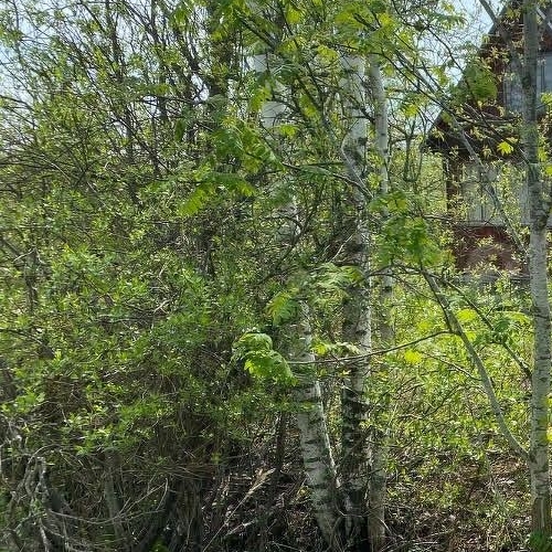 Коттедж/дом Посадников остров садоводческий массив, Реставратор СНТ, 26-я линия