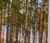 Продать Дачи, коттеджи, загородные дома Зеленый Остров СНТ, улица Сосновая   