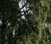 Продать Земельные участки, земля пос. Тярлево   