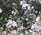 Сдать в аренду Квартиры вторичка улица Ольги Форш, 1/4   