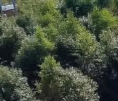 Продать Земельные участки, земля д. Ексолово, улица Новая   