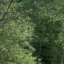 Продажа земли Вырица городской поселок, проспект Мельничный