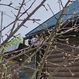 Продажа дома Мшинская садоводческий массив, Металлург СНТ,  д. 261