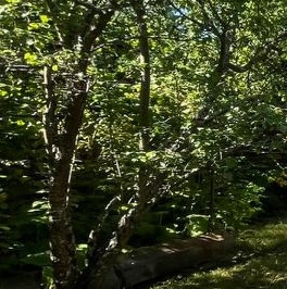 Продажа земли пос. Репино, Железнодорожная улица, 7а