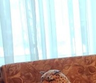 Продажа комнаты в коммуналках Пушкин, Павловское шоссе, 23/2