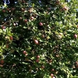Продажа дома д. Лесколово, улица Лесная