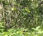 Продать Земельные участки, земля Посадников остров садоводческий массив, 8-я линия   