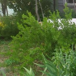 Продажа дома пос. При железнодорожной станции Ириновка, шоссе Ленинградское, д. 17 Продажа дома пос. При железнодорожной станции Ириновка, шоссе Ленинградское, д. 17