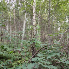 Продажа земли коттеджный посёлок Согласие-2, коттеджный посёлок Согласие-2