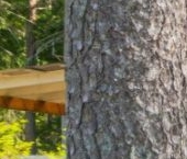 Продать Дачи, коттеджи, загородные дома Пальмира ДНП, 9Б   