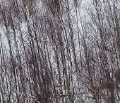 Продать Земельные участки, земля Корневские Гривки ТСН, улица Прибрежная   