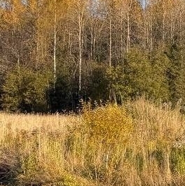 Продажа земли д. Турышкино, улица Новая