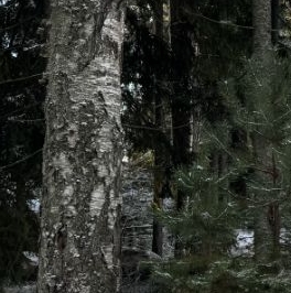 Продажа земли Гармония СНТ, 3-я Озерная линия,  д. 11