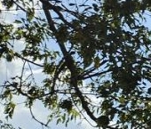 Продать Квартиры вторичка Новоостаповская улица, 20   