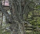 Продать Дачи, коттеджи, загородные дома Приозерск, Лесная улица   